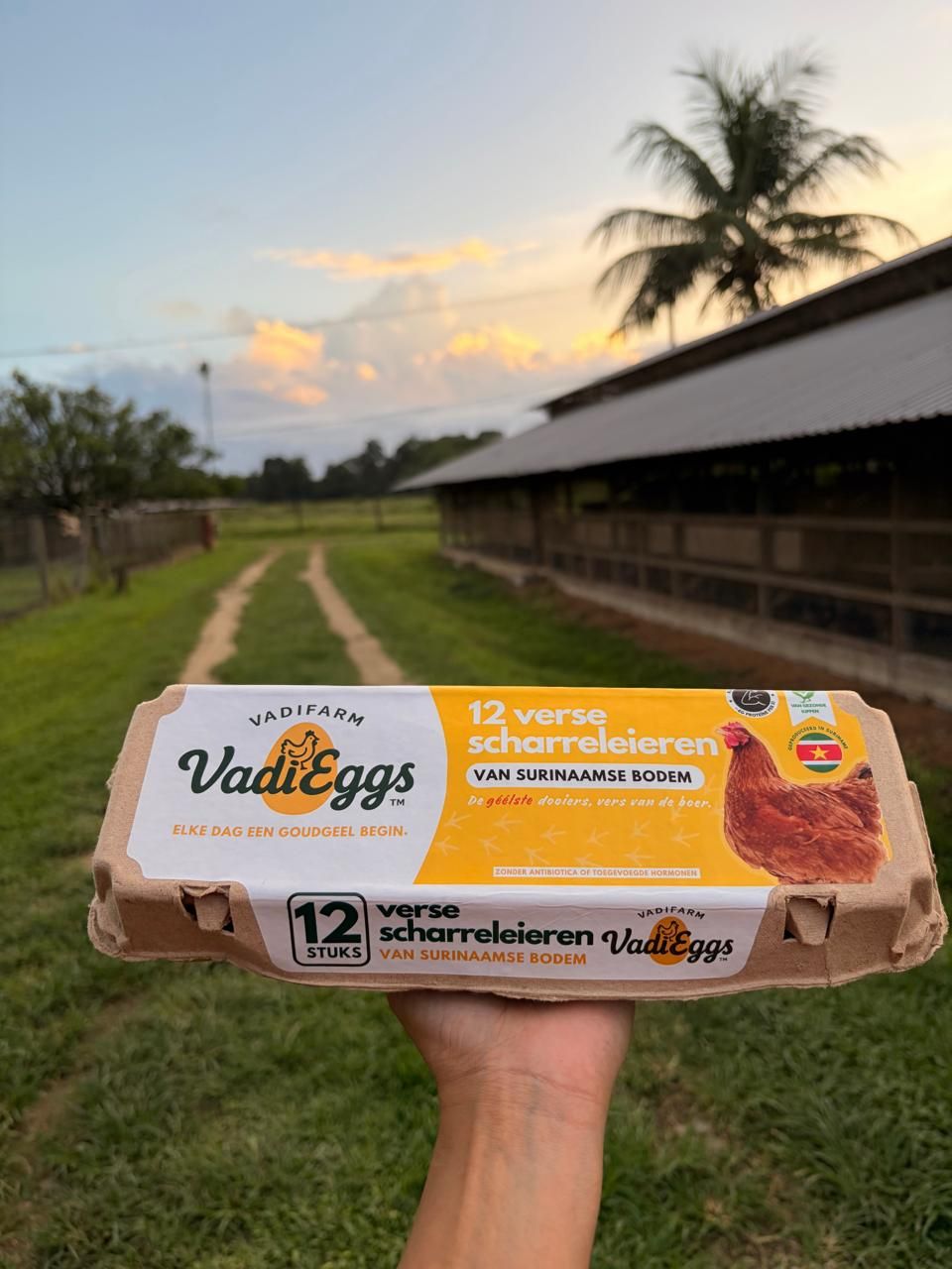 Een doosje VadiEggs voor de stallen van Vadifarm in Lelydorp bij zonsondergang