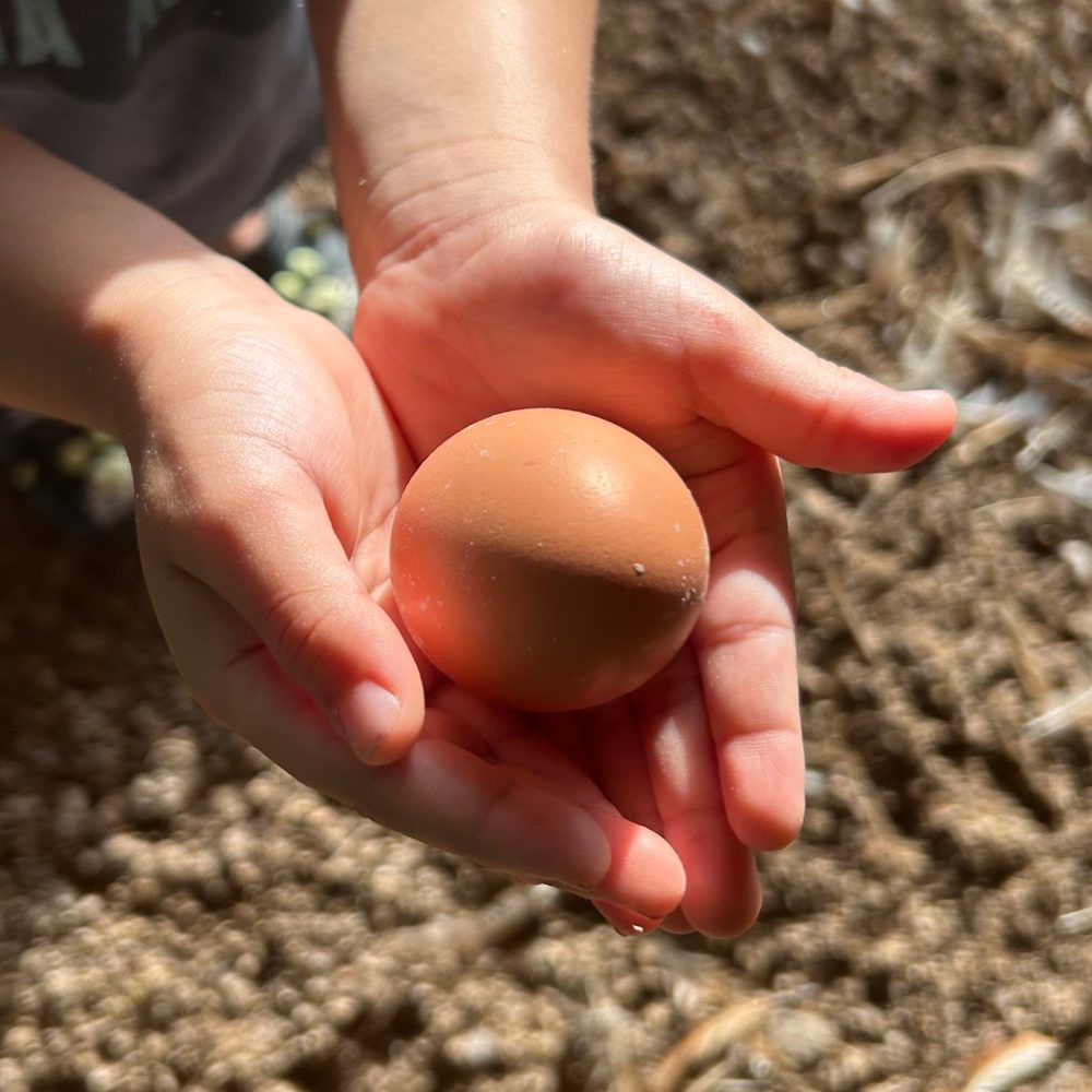 Kinderhandjes houden een vers gelegd ei vast in de stal van Vadifarm