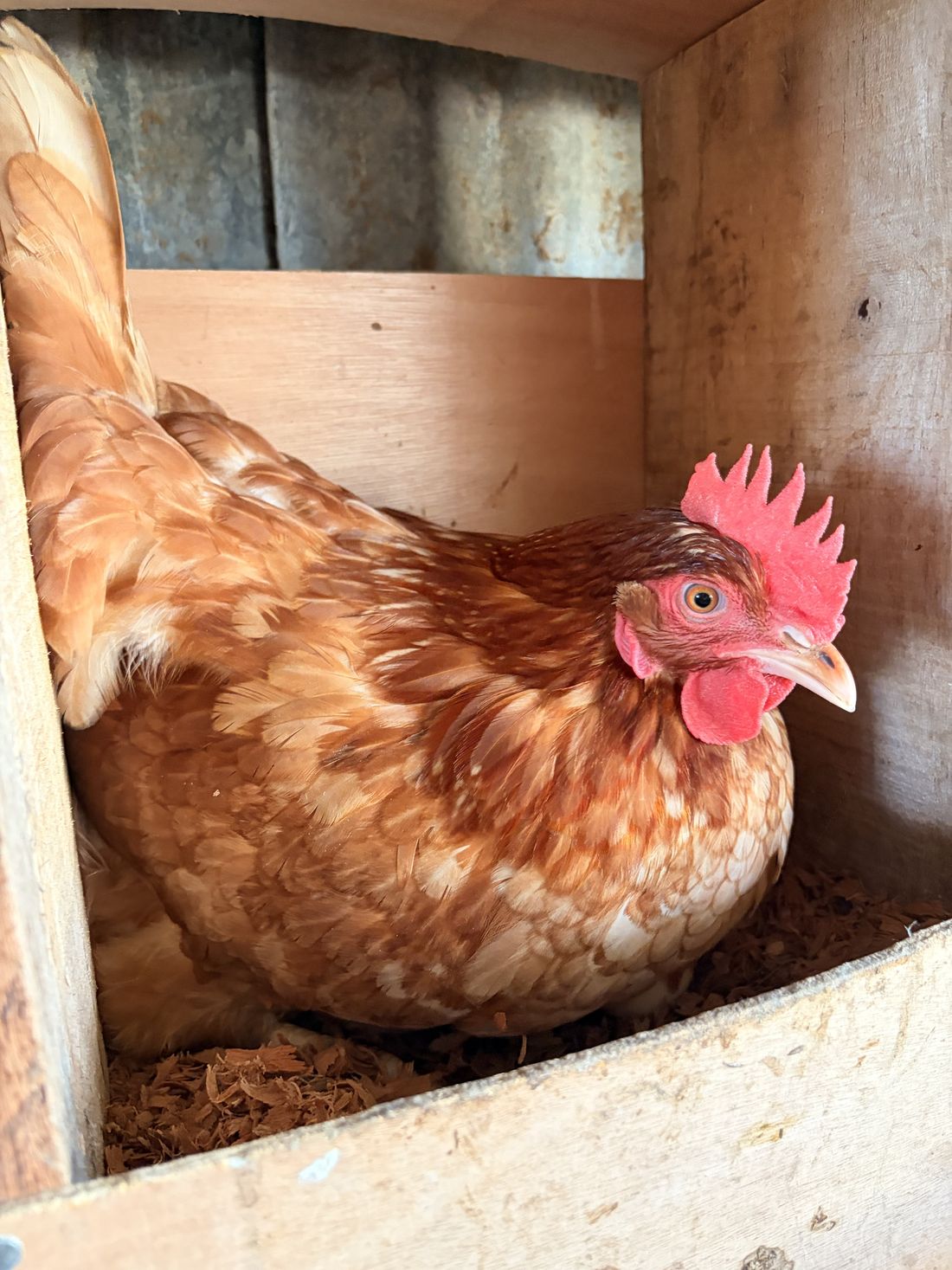 Een bruine kip van Vadifarm in het legnest